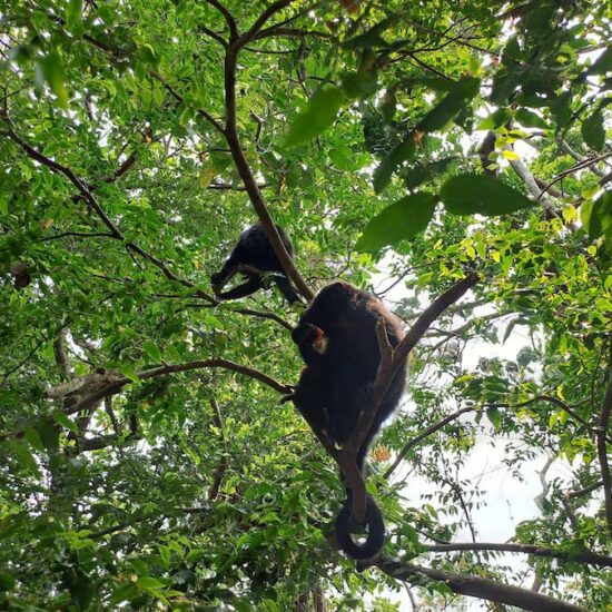 Howler Monkey Expedition
