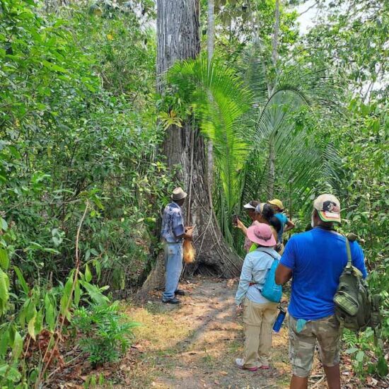 Howler Monkey Expedition