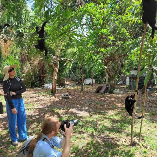 Howler Monkey Expedition