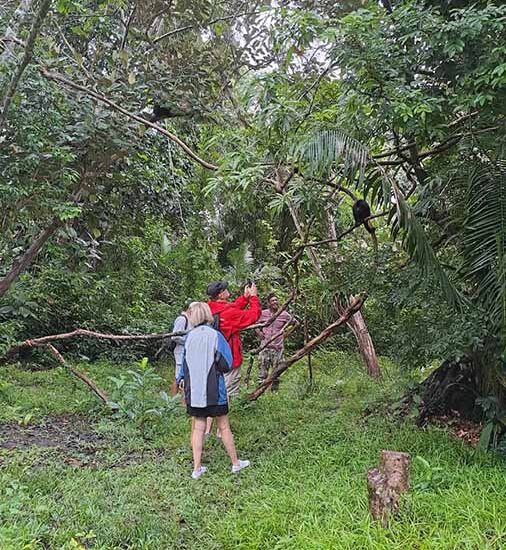 Howler Monkey Expedition