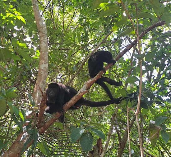 Howler Monkey Expedition