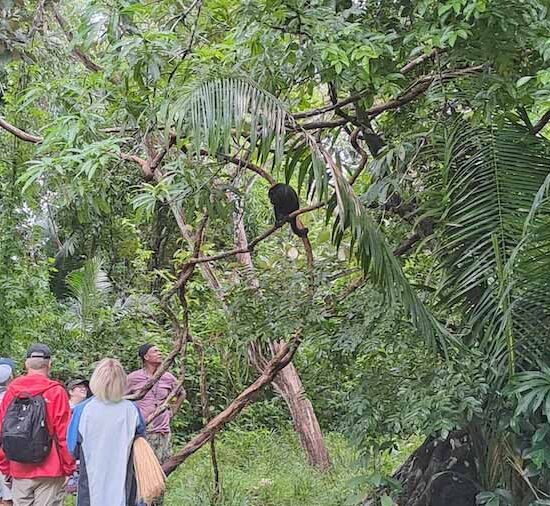 Howler Monkey Expedition