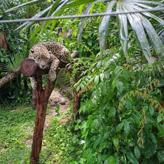 Belize Zoo Tour