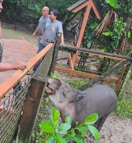 Belize Zoo Tour