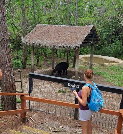 Belize Zoo Tour