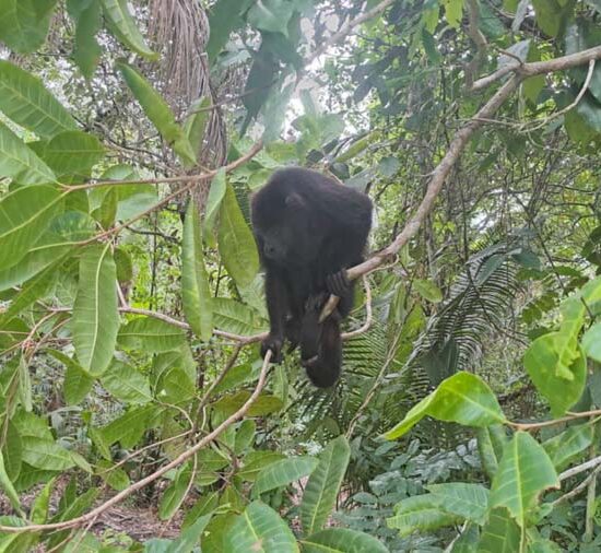 Belize Zoo Tour