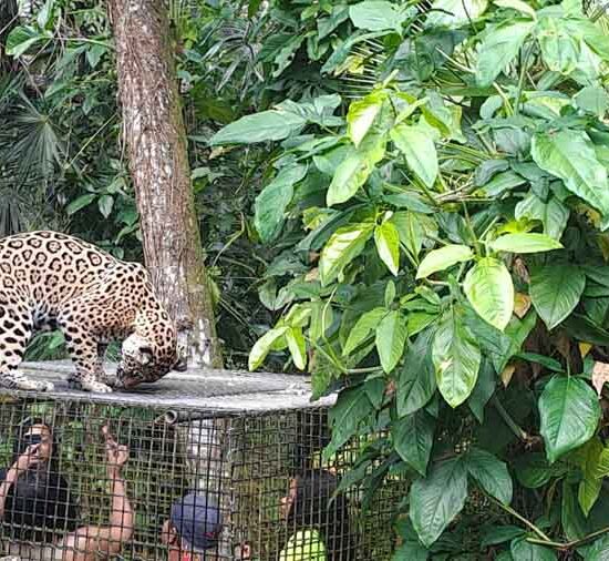 Belize Zoo Tour