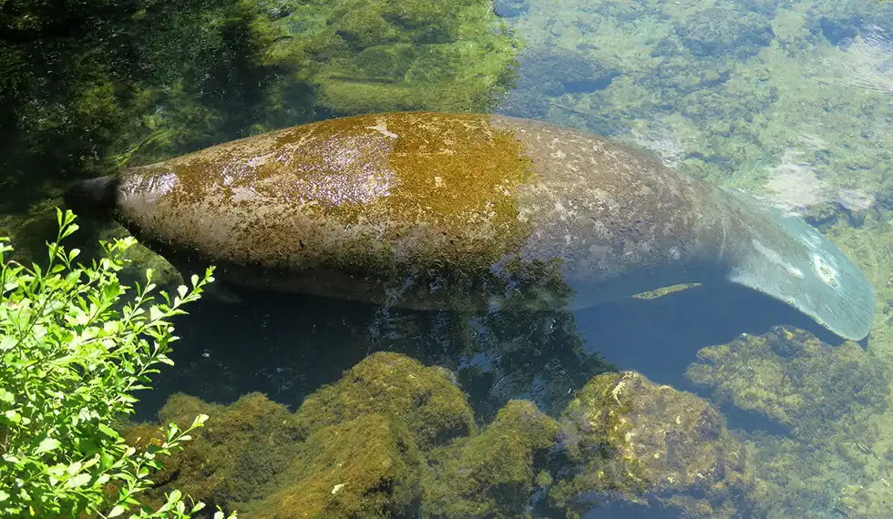 manatee